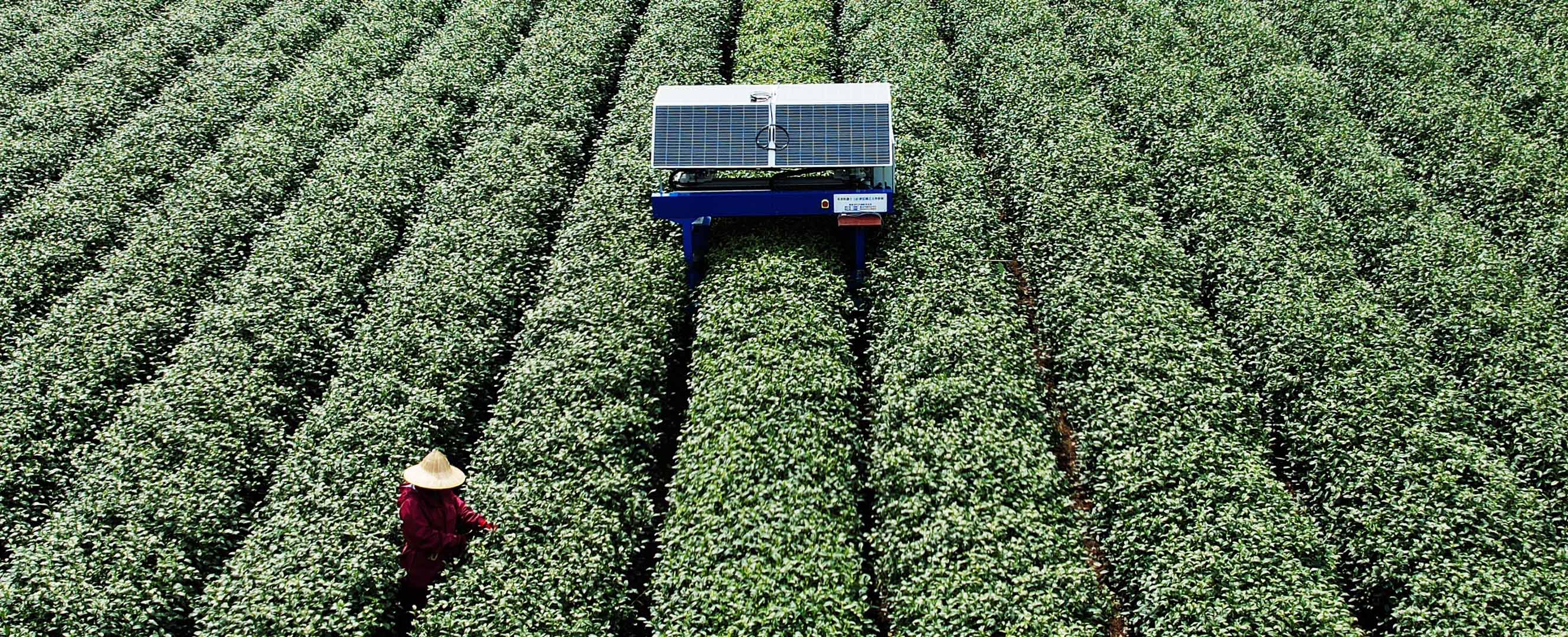 Tea plantation in Hangzhou, China: AIdriven smart agriculture provides tremendous potential for boosting food security and to reduce or even end hunger in many regions.