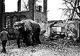 Exhibit Area 3.1-Elephant in Hamburg