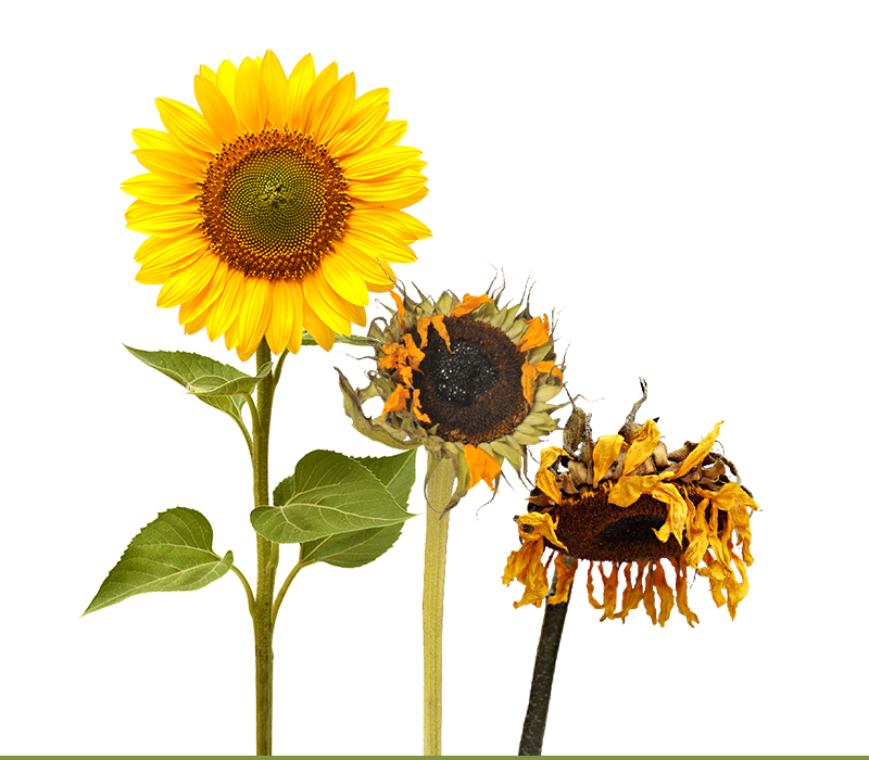 A blooming sunflower followed by two other sunflowers in progressive states of wilting