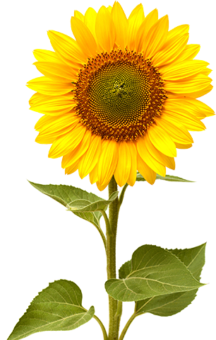 A sunflower in bloom