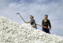 Cotton workers in Tajikistan: CCA oil importers are seeing lower growth as a result of economic developments in Russia, says a new forecast by IMF staff  (photo: ZUMA Press/Newscom) 